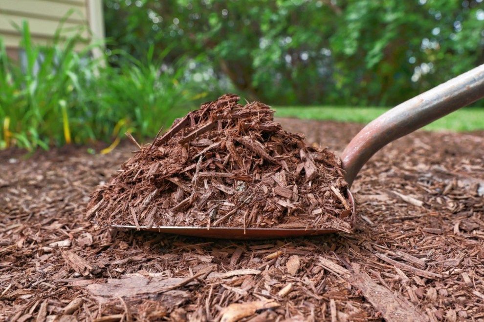 Does Mulch Attract Termites Bob Vila 6129