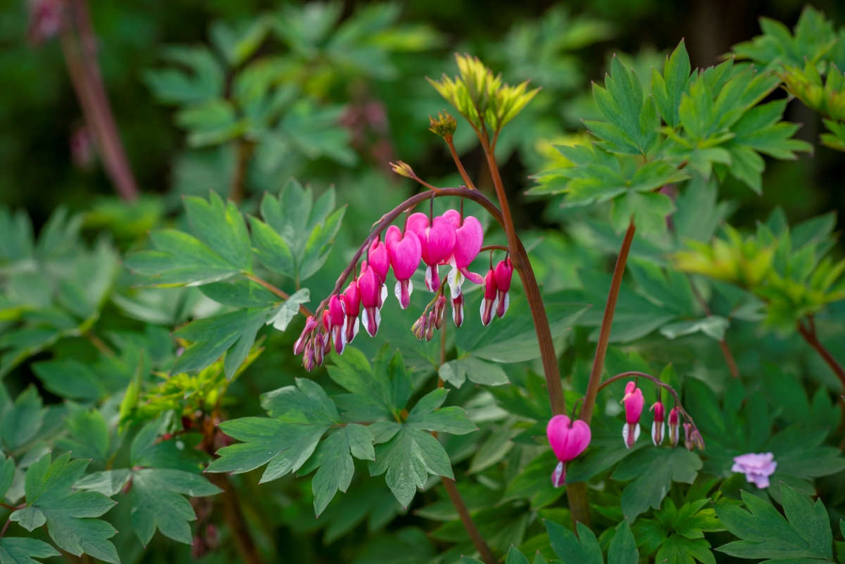 Pink heart shaped flowers