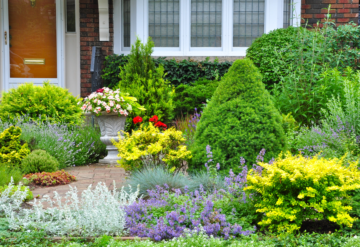 close up on beautiful natural garden with different colorful flowers in front yard of house