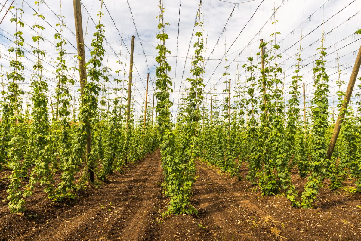 Field of hops