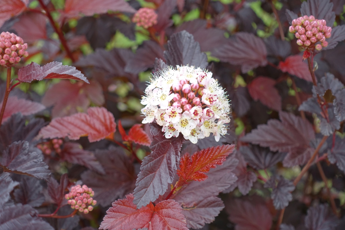 Ninebark plant with small cluster of white flowers