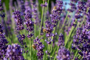 12 Plants With Year-Round Pollinator Appeal - Bob VIla