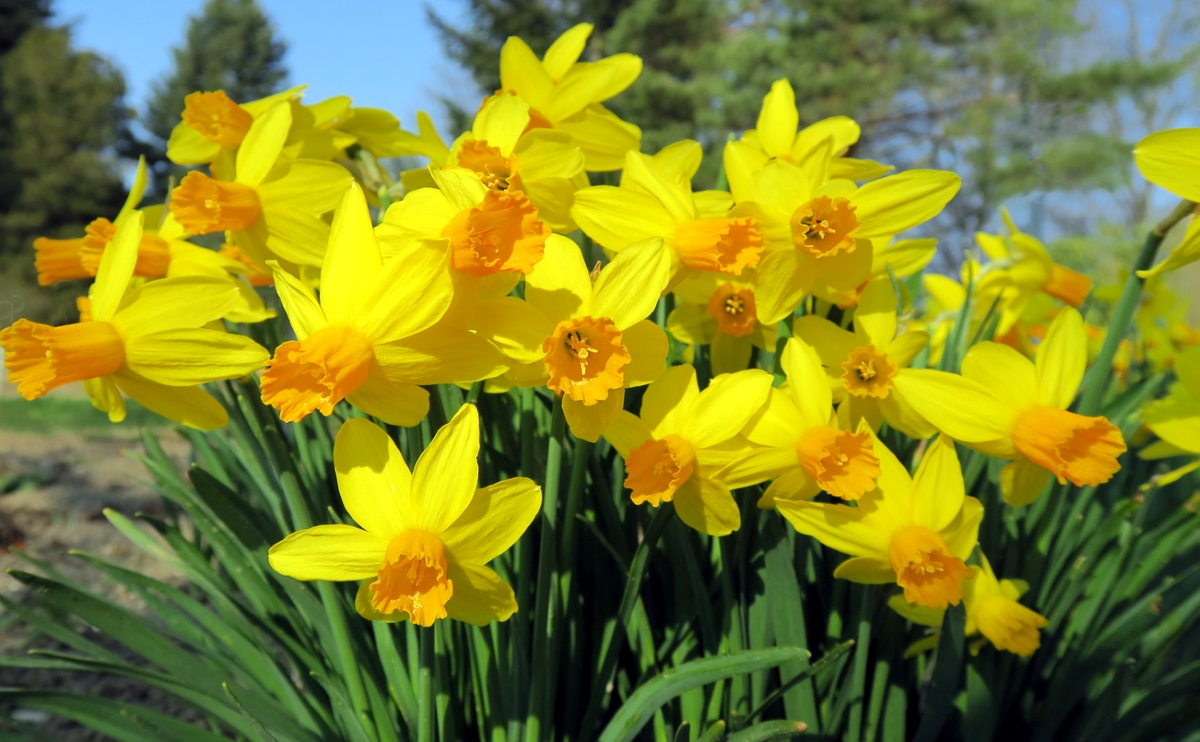 Yellow daffodil flowers