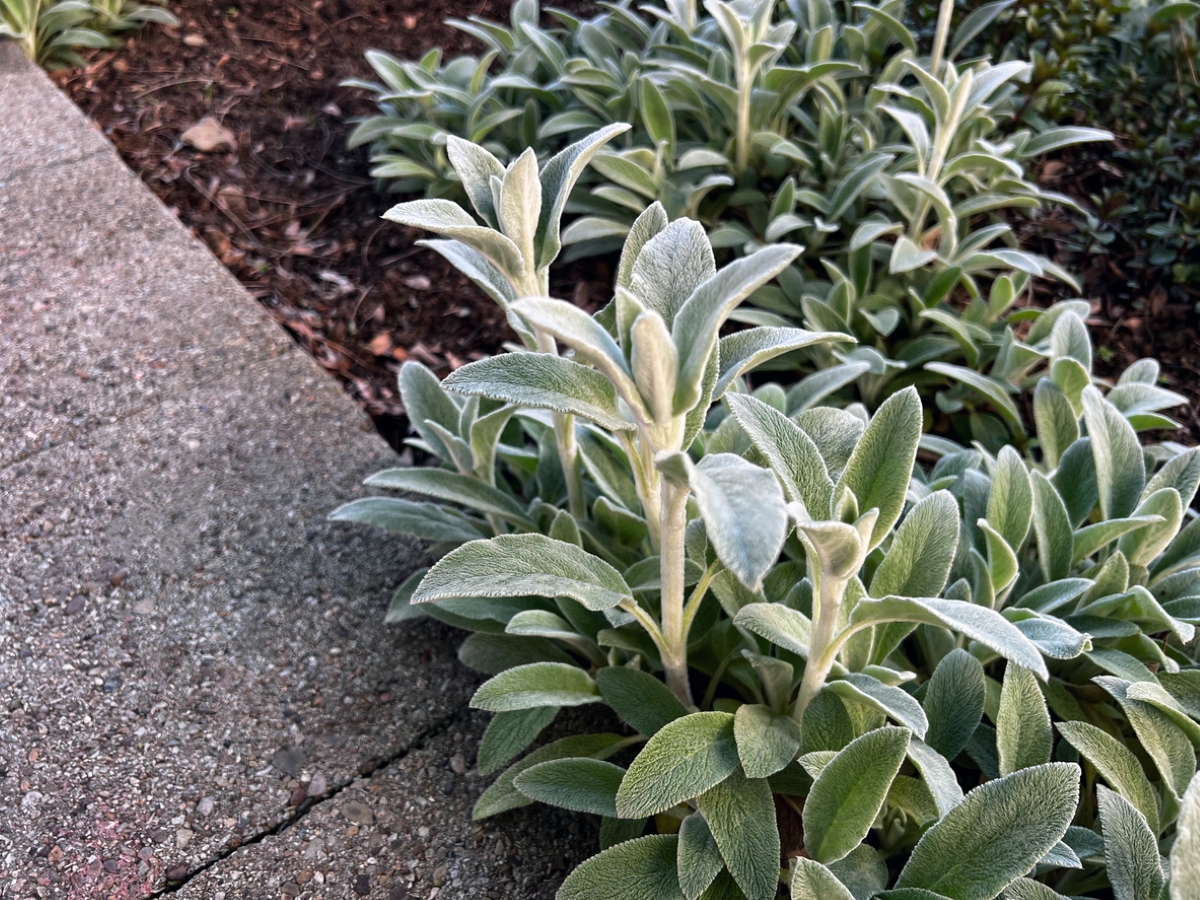 Lambs ear plants near sidewalk