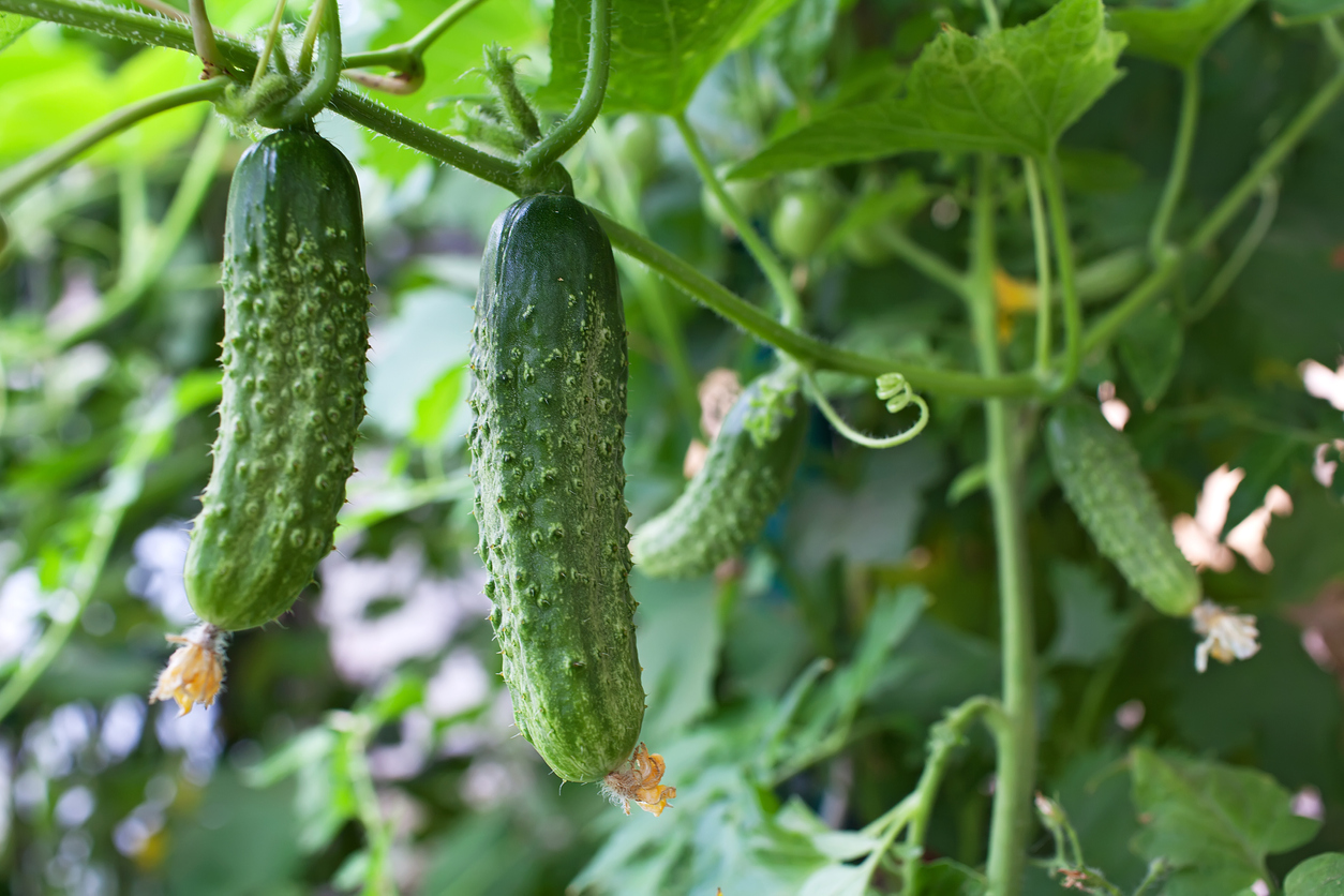 Cucumbers in the garden