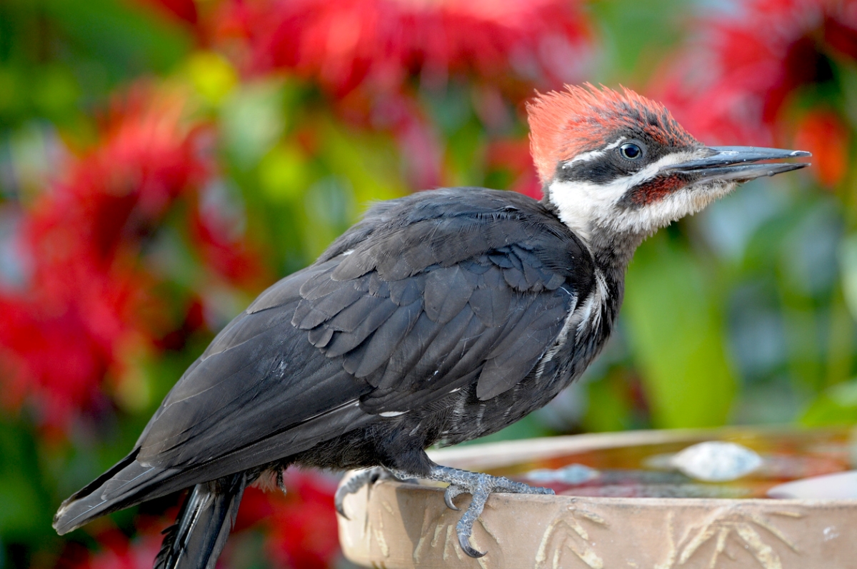 Woodpecker bird