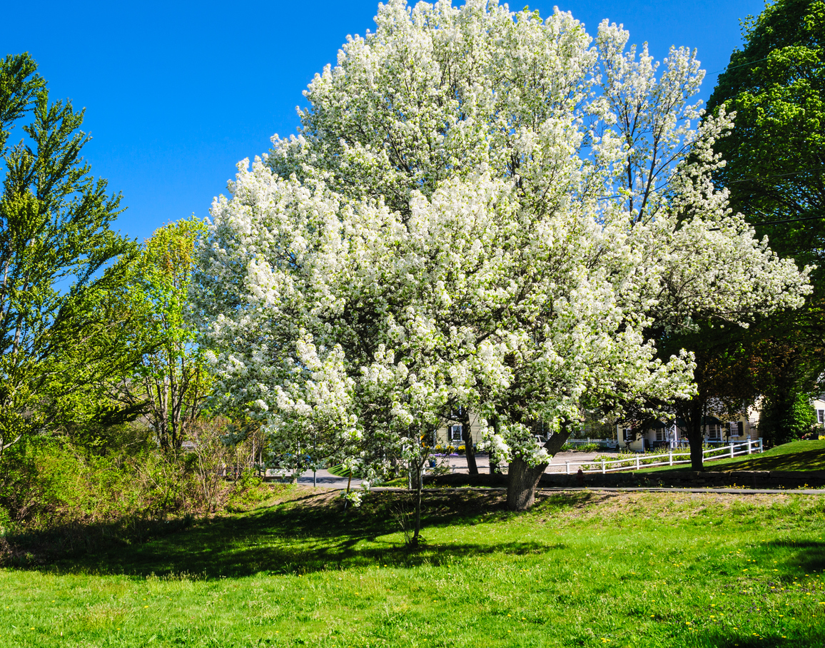 A mature Bradford Pear (Pyrus calleryana) tree in full bloom on Cape Cod.