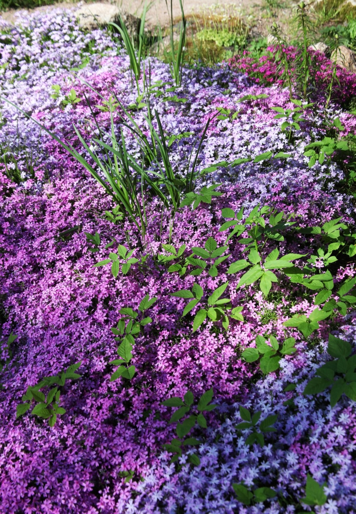 No grass lawn with flowery low lying plants