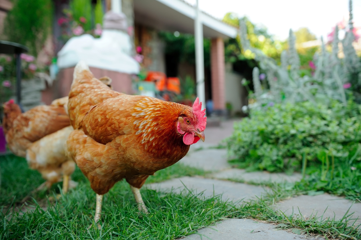 Chickens in garden yard