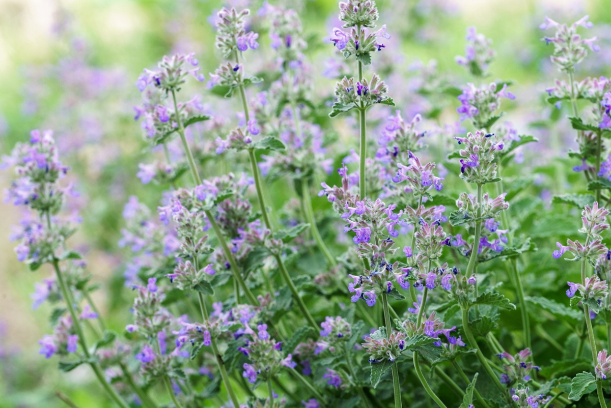 Catmint flowers