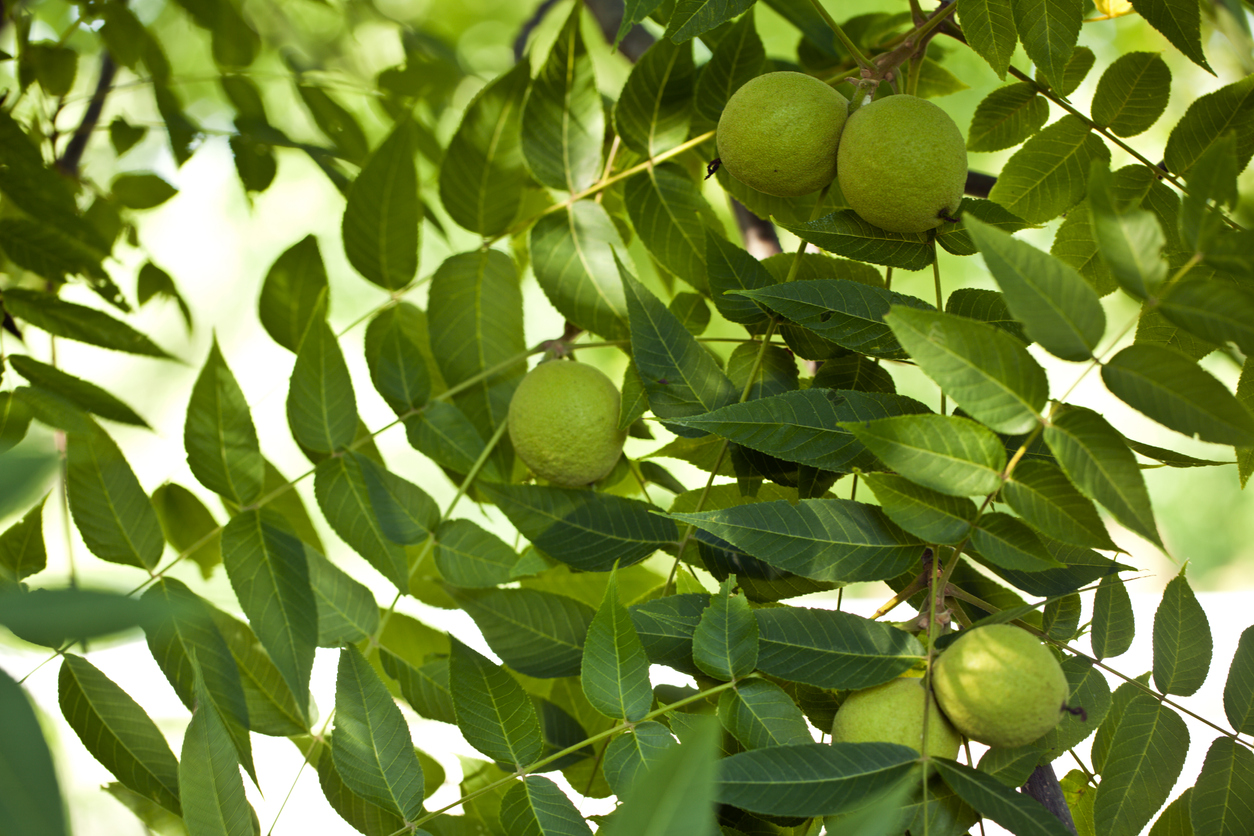 Black Walnut (Juglans nigra)