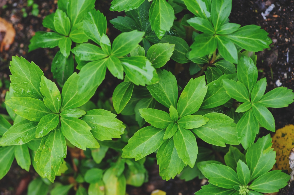 Green plants as ground cover