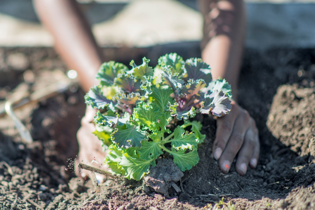 Two hands planting kale