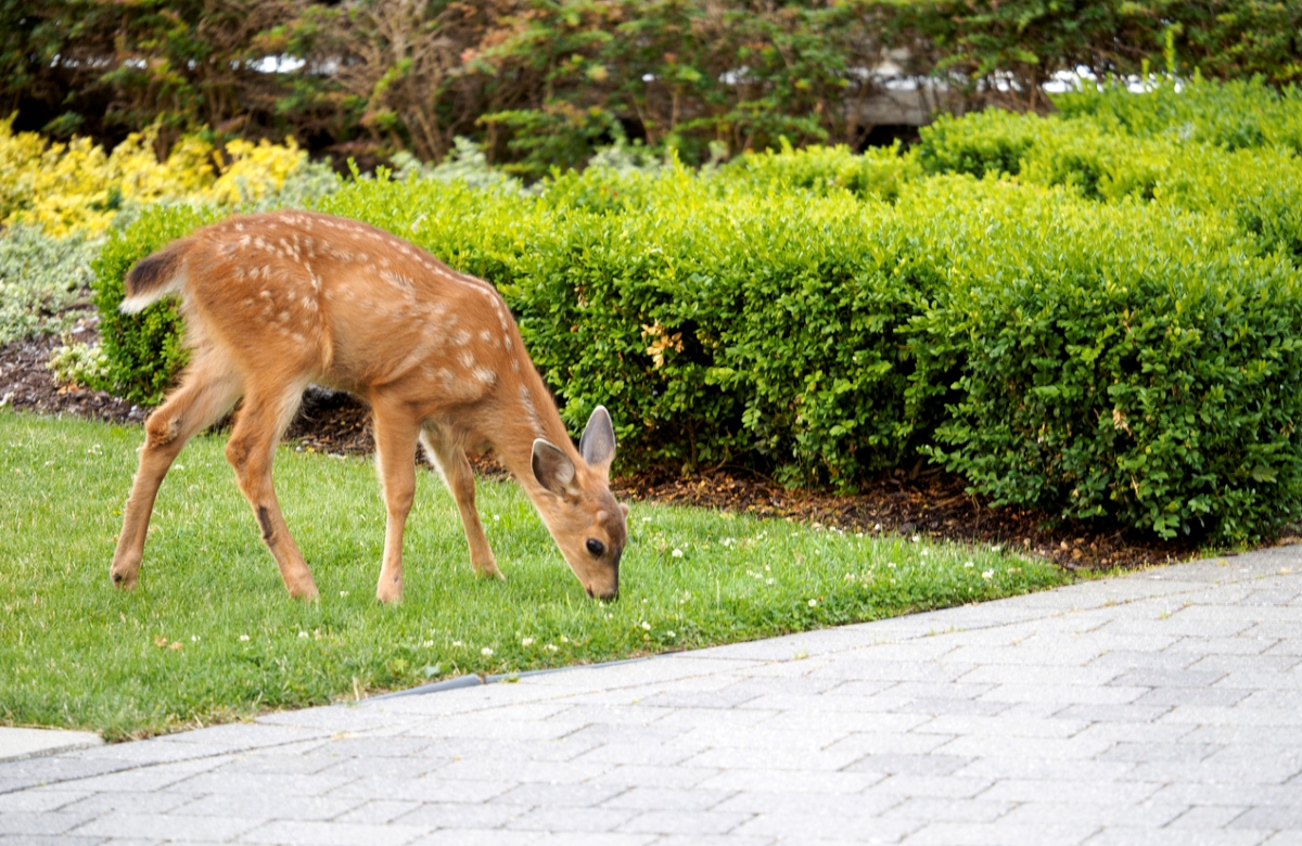 Deer grazing near boxwood shrubs