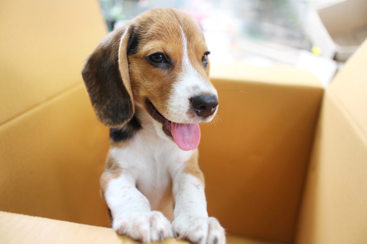 Young dog popping out of box