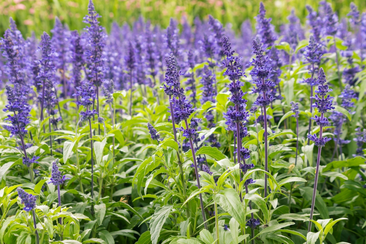 Garden sage with purple flowers