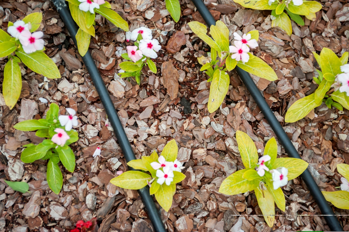 Drip irrigation around flowers