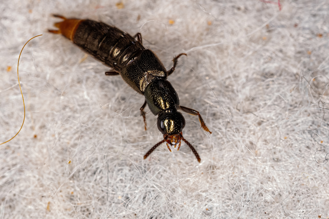 long skinny black bug in house