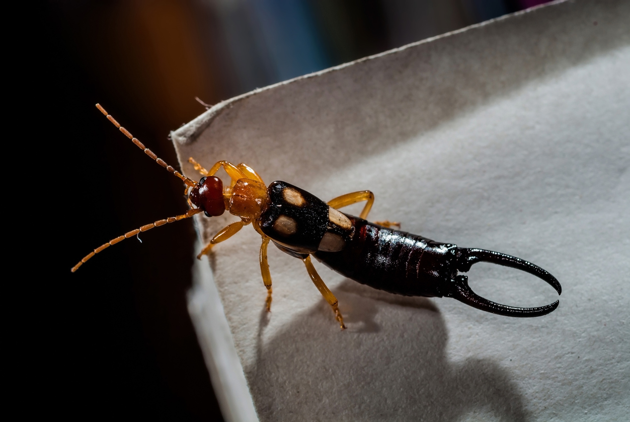 long skinny black bug in house