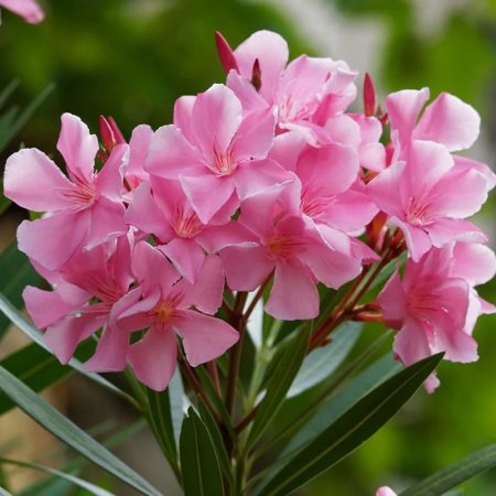 Pink oleander flowers blooming