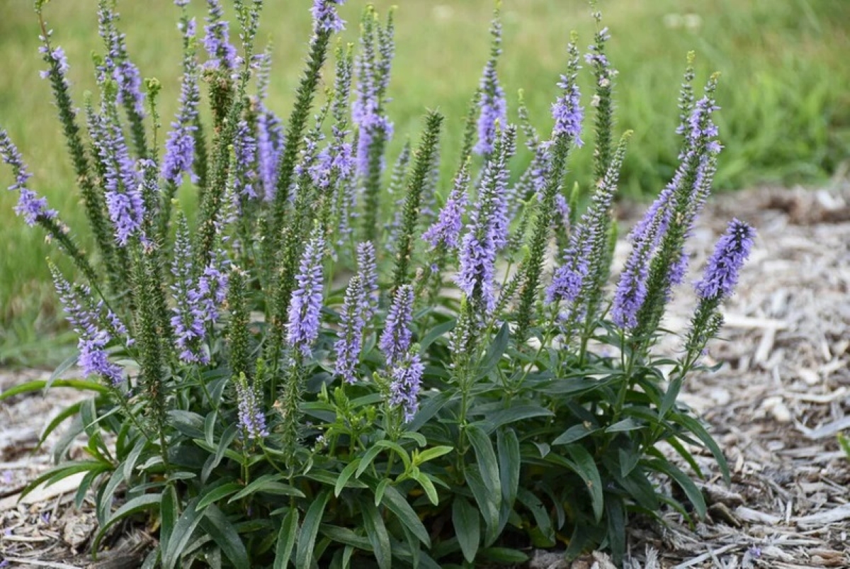 Speedwell veronica plants in garden