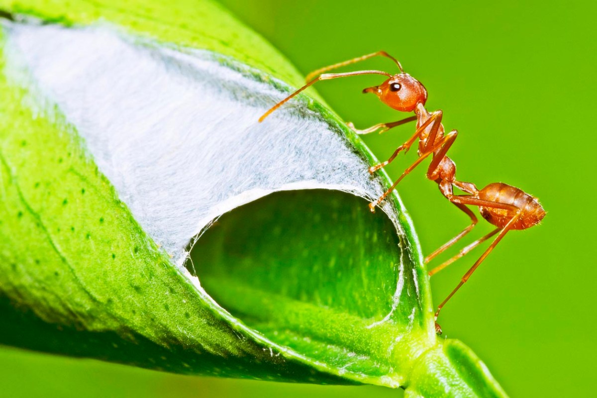 12 of the Most Common Garden Pests—Including 8 of the Most Destructive ...