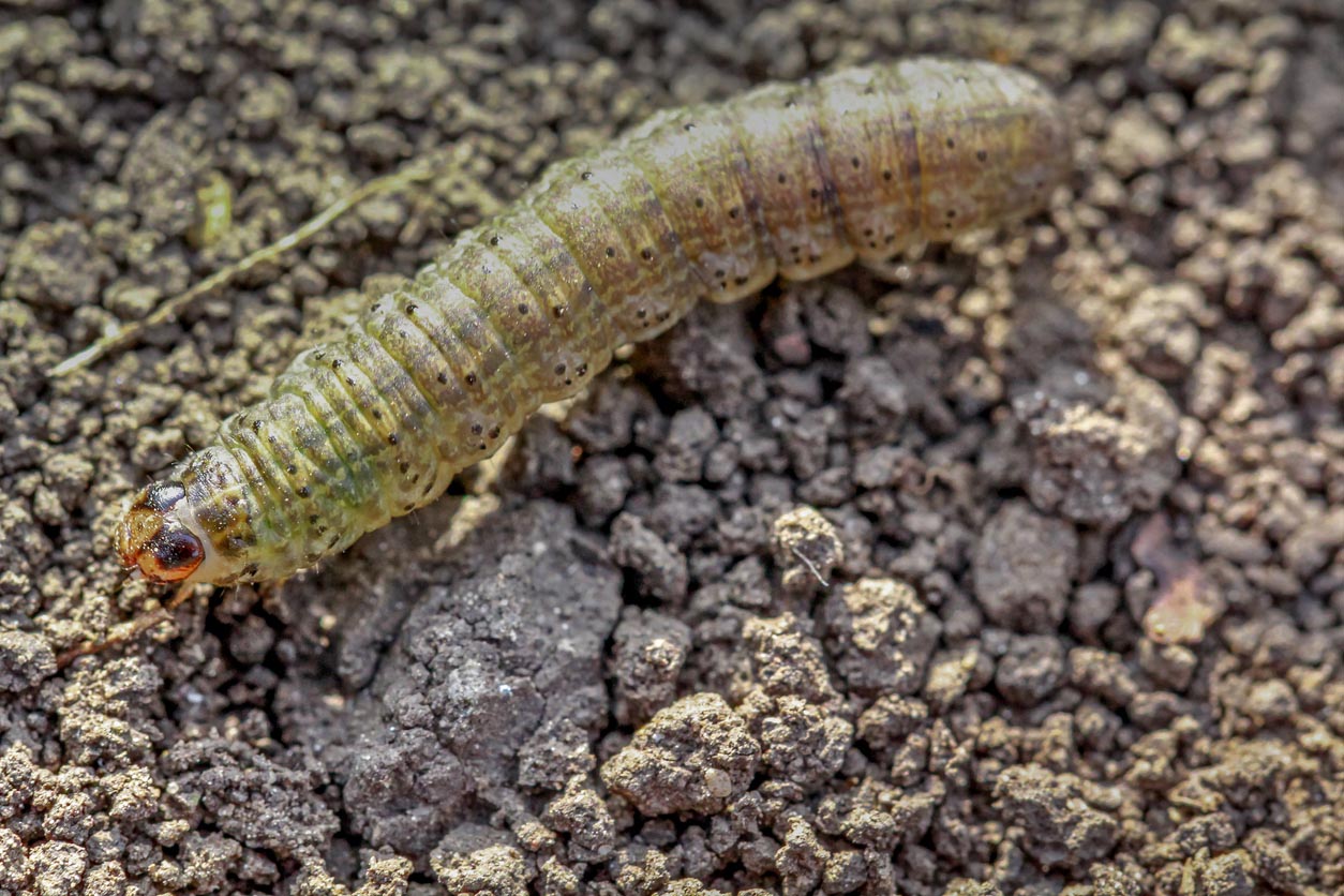 Common Garden Pests Cutworms