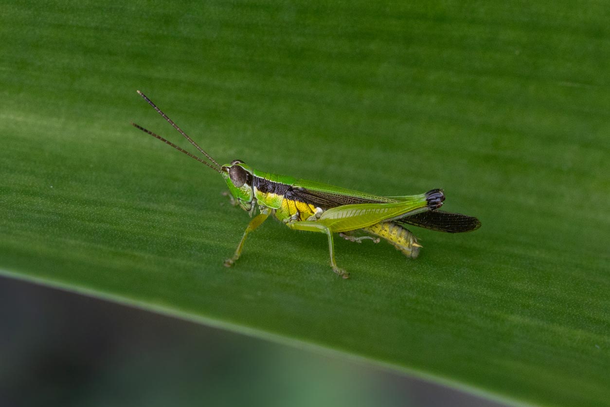 Common Garden Pests Crickets