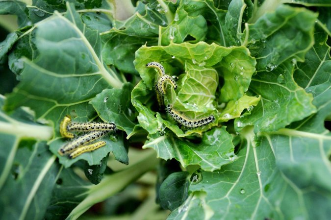 Common Garden Pests