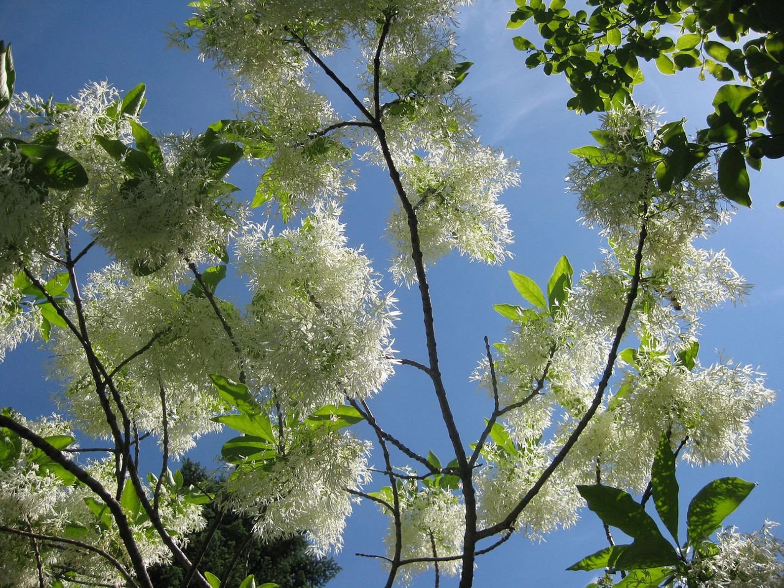 Fringe Tree