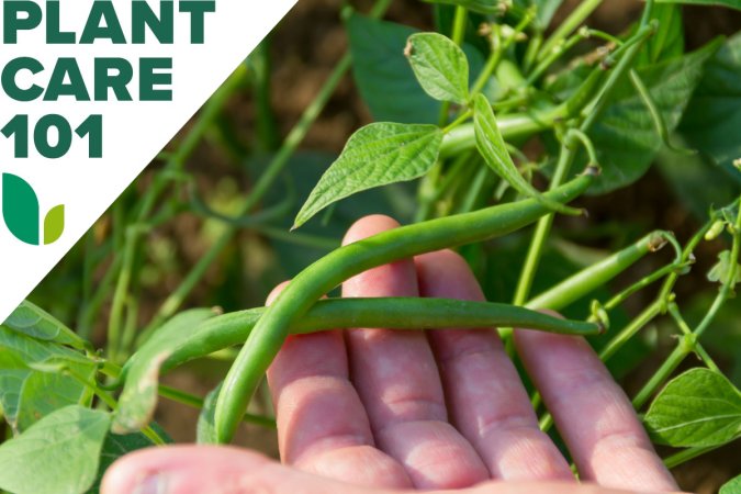 Hand holding green beans growing on the vine