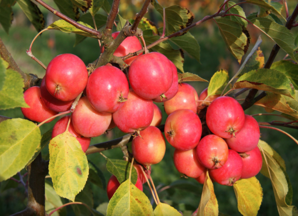 Jelly King Crab Apple