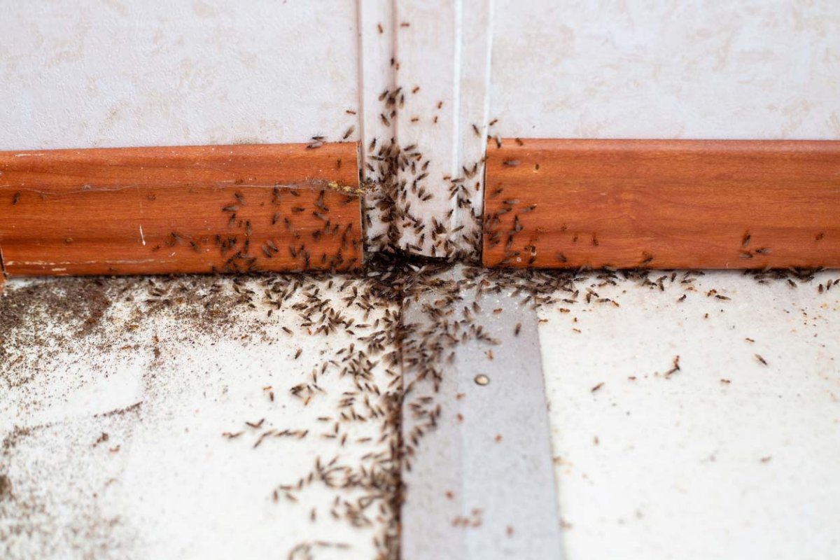 Small black bugs crawl along a baseboard and wall in a home.