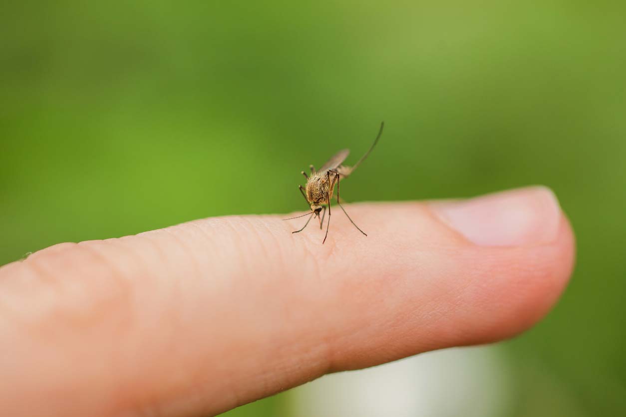 Mosquito Misting System Cost