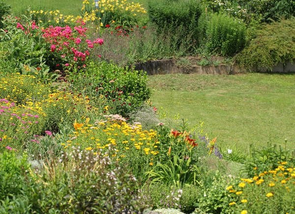 Native plants on sloped back yard