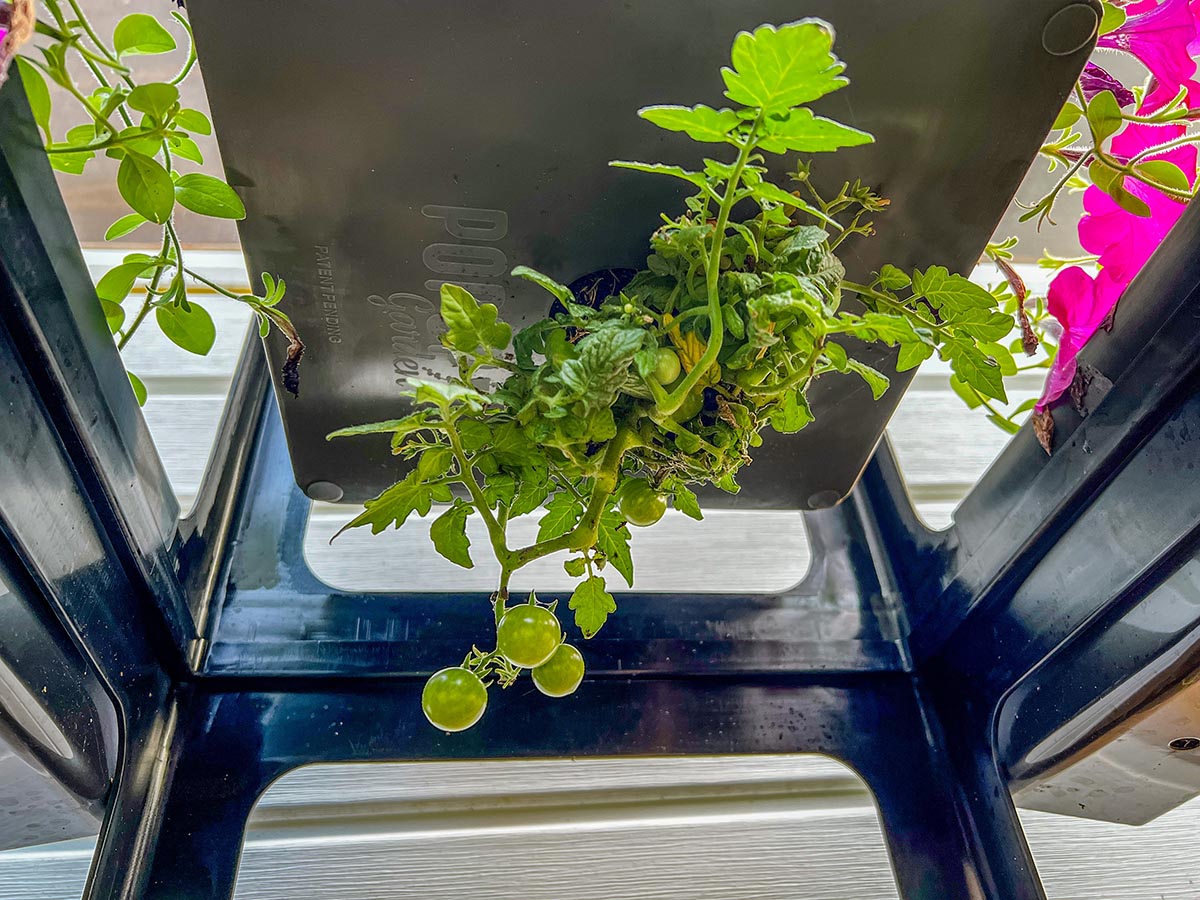 Close up of a tomato plant in a Deluxe PopUp Garden