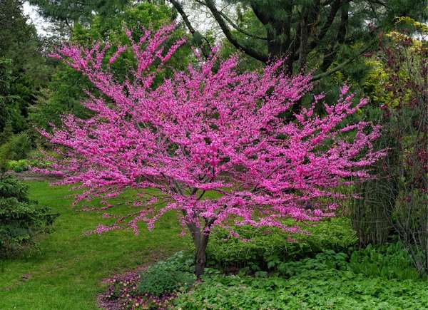 Redbud (Cercis canadensis)