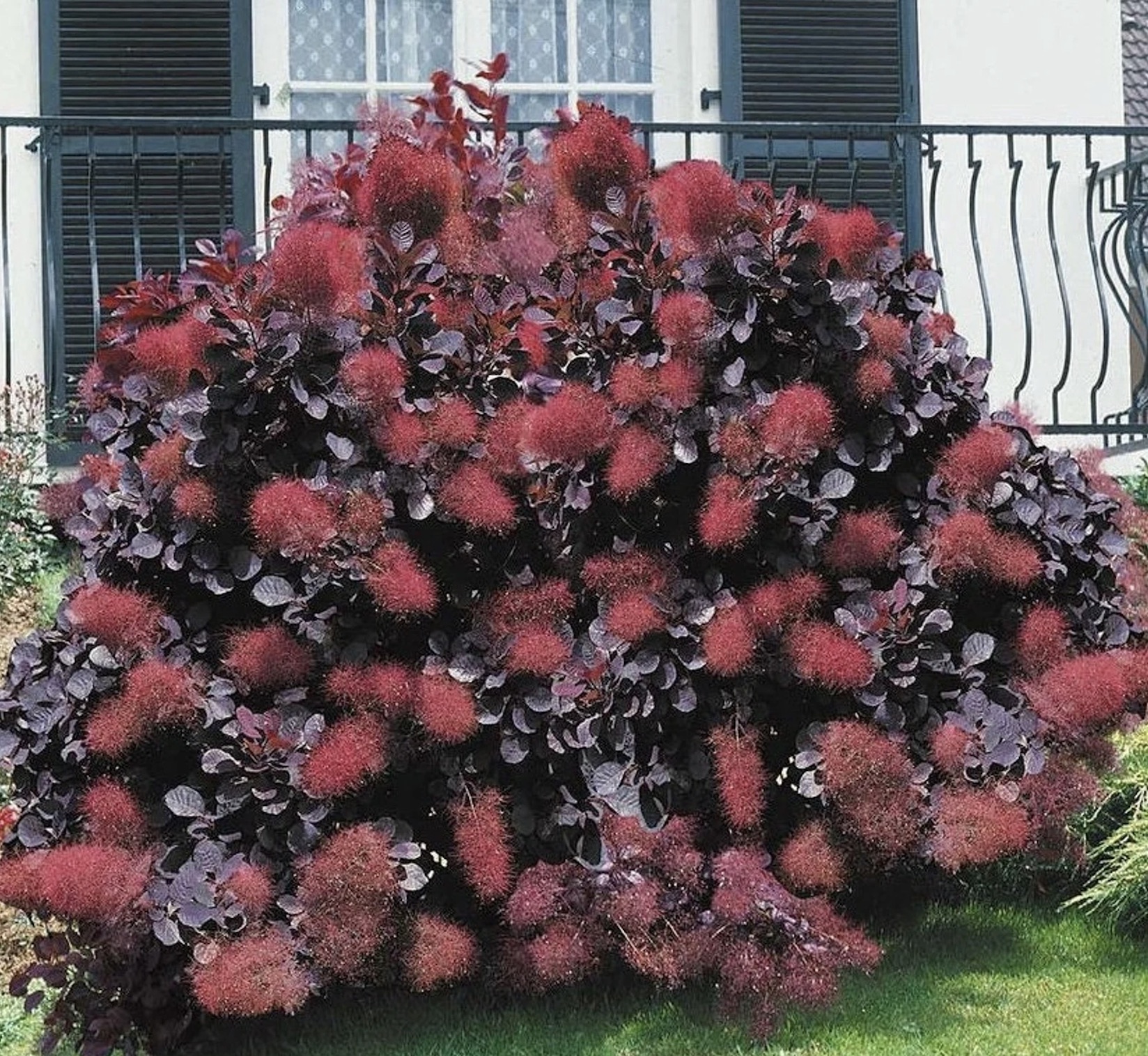 Royal Purple Smoke Tree