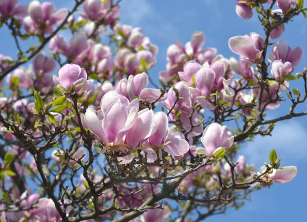 Saucer Magnolia