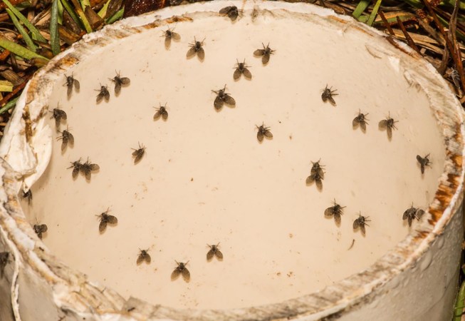 A picture of small black flies in a trap.