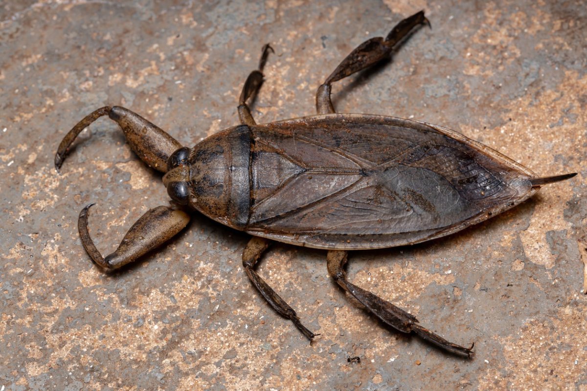 Water Bugs in Your Pool