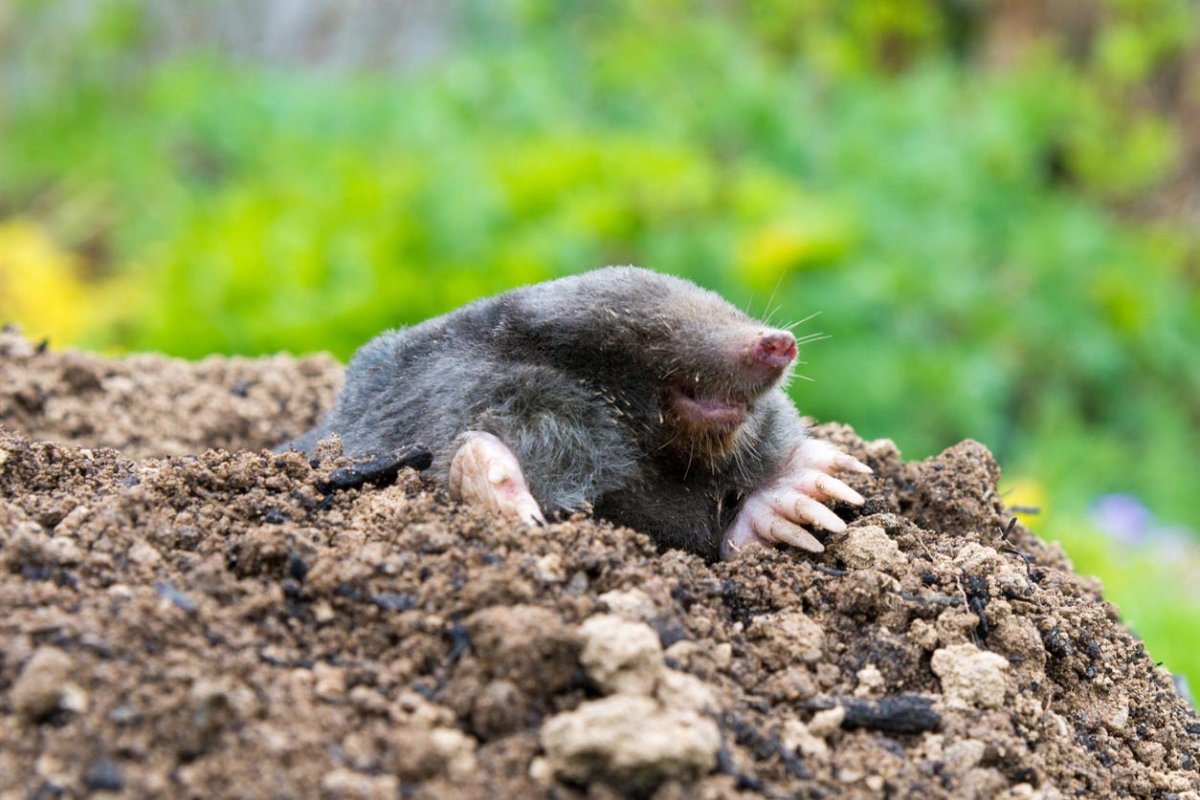 A mole is halfway through climbing out of its hole in a yard.