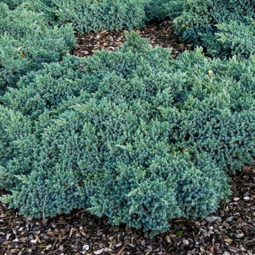 20 Evergreen Shrubs to Beautify Your Garden Year-Round - Bob Vila