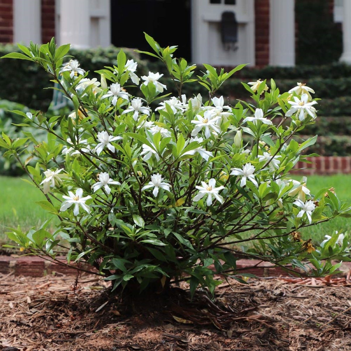 Gardenia flower bush