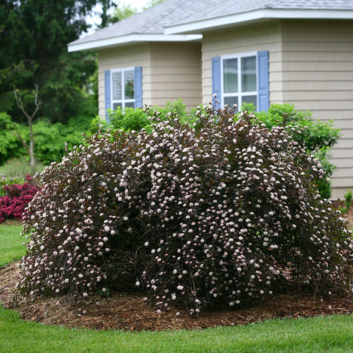 Large reddish bush with white flowers