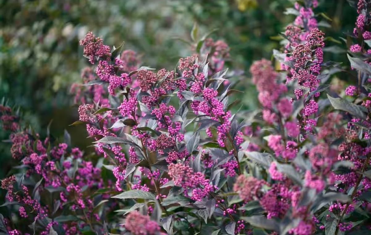 Beautyberry bush with dark leaves and purple berries