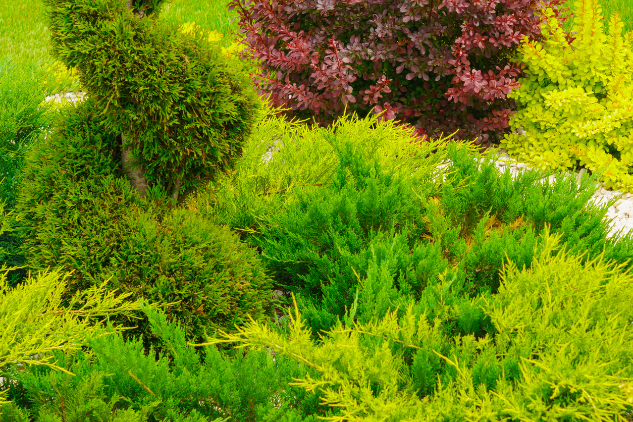 Ground cover planted on sloped yars