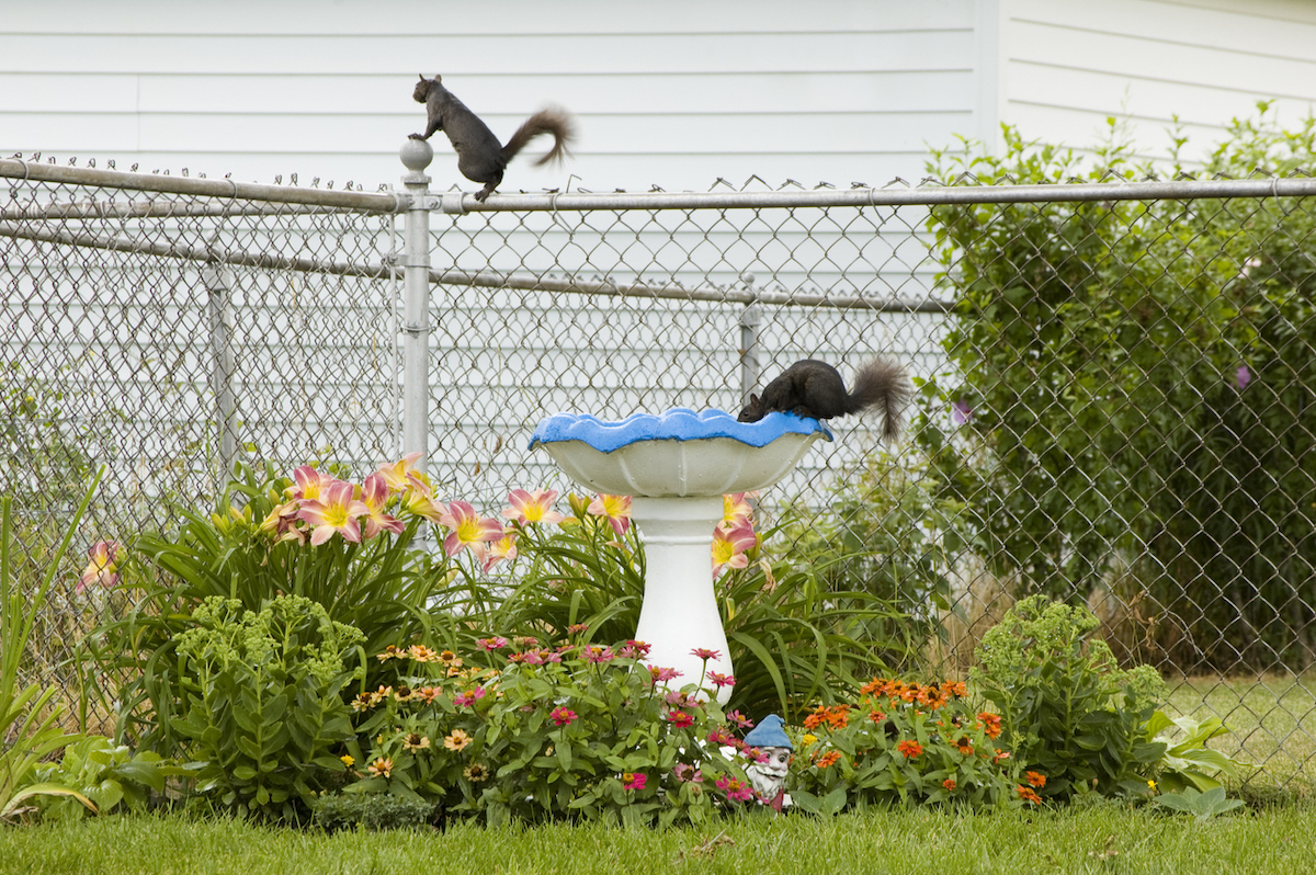 two squirrels in a backyard climbing on a chain link fence