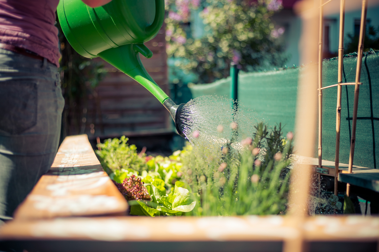 watering plants in raised bed