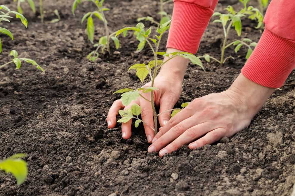 8 Mistakes You're Making With Your Tomatoes and How to Fix Them - Bob Vila